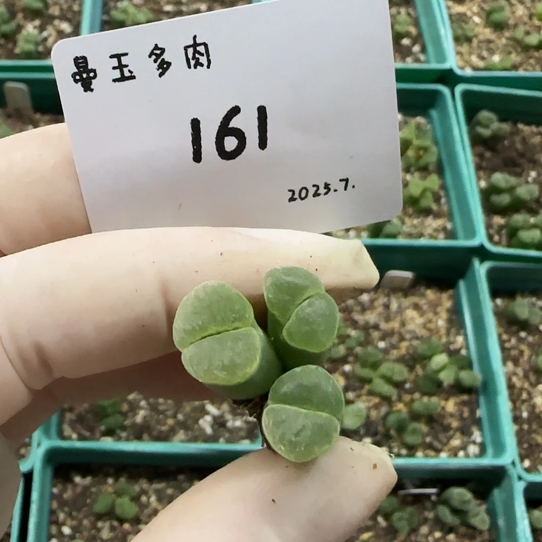 用***1多肉多肉多肉7.25-161