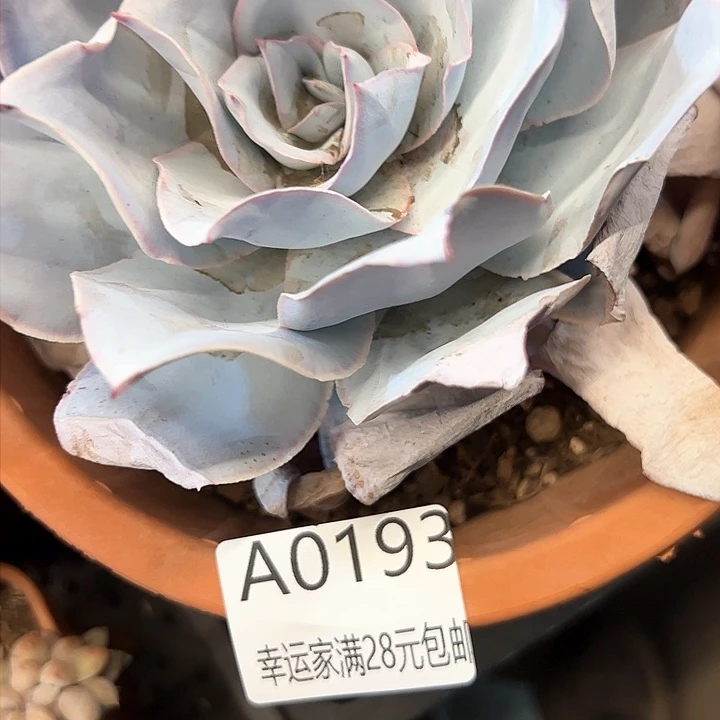 幸运的是我的朋友们都