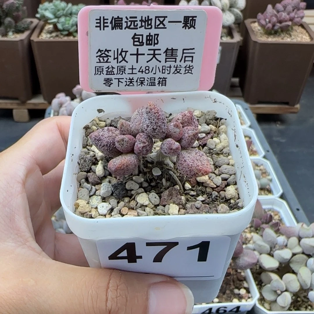 471蜜桃格林多肉