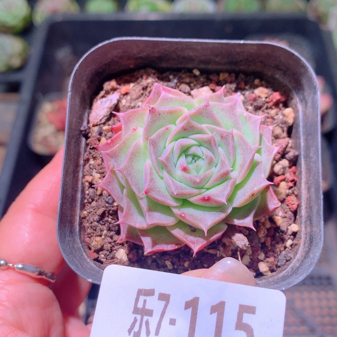 乐然7-115 海琳娜