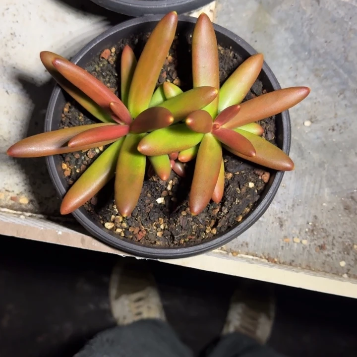 椰子树 双头 一物一拍