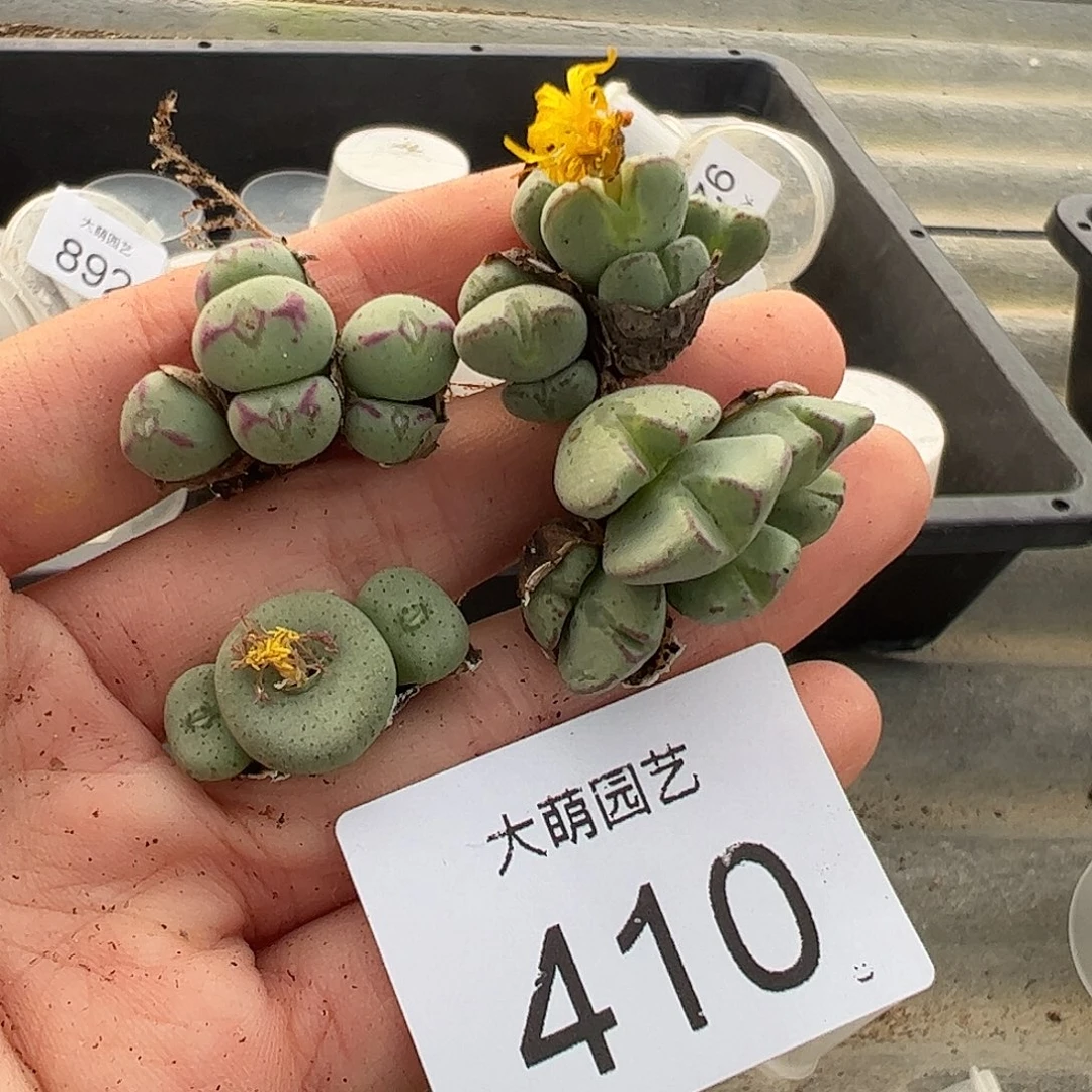 一物一拍    无售后       410