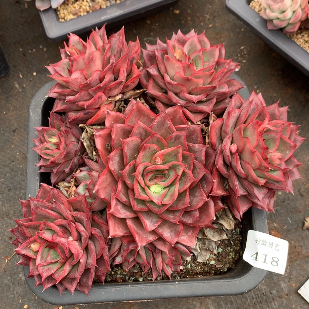 418杂交精品基地19冠