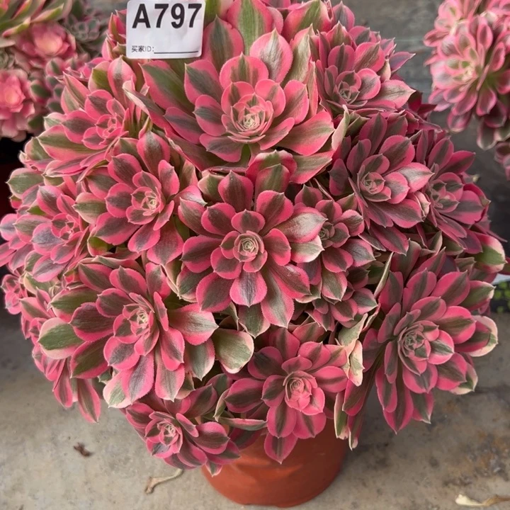 797粉女巫32厘米左右