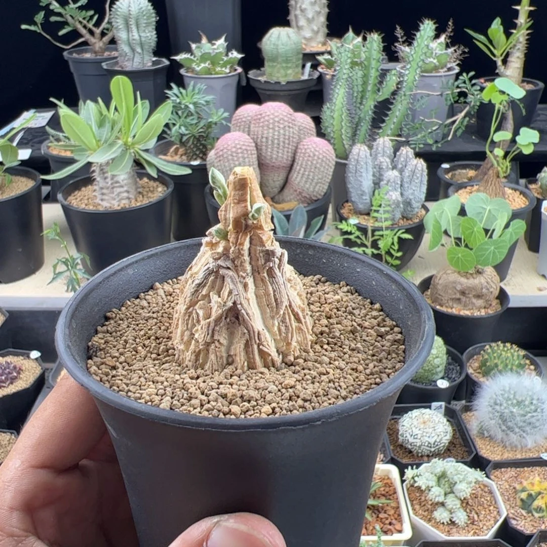 恋***恋龟甲萝藦加天龙默认脱土发