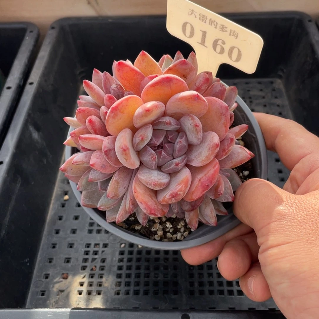 0160星影不带盆10厘米