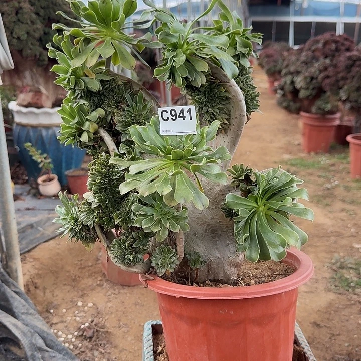 941原始绿一颗呀呀有伤