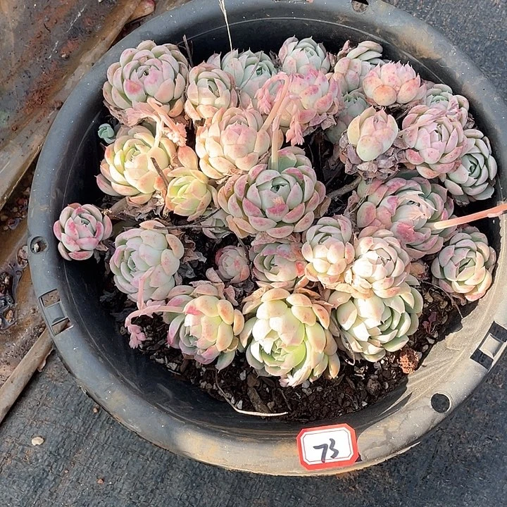 73草莓冰 一物一拍多肉