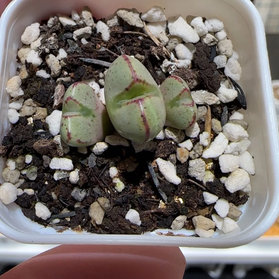 肉锥多肉植物百科25-少将684