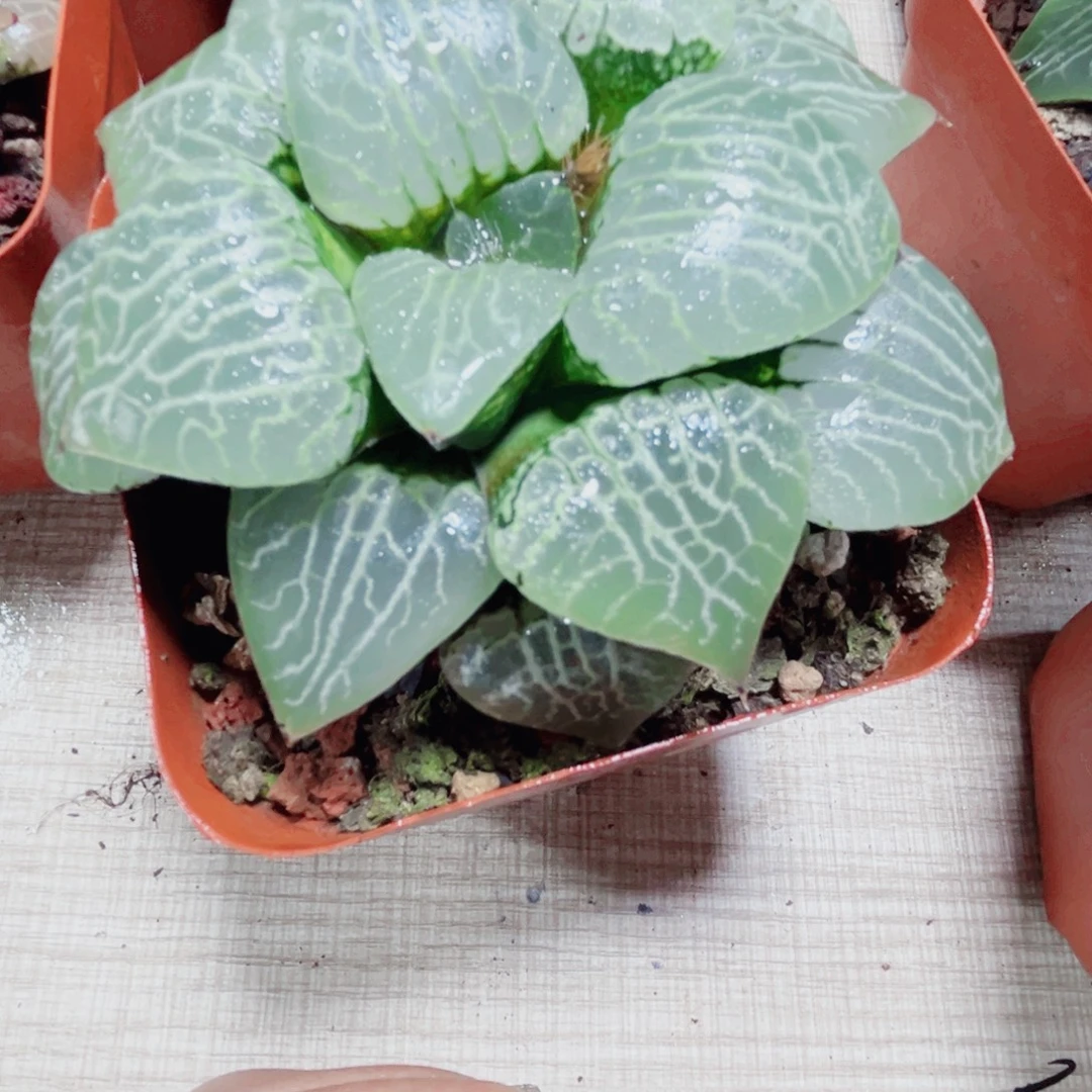 水晶康平101多肉植物