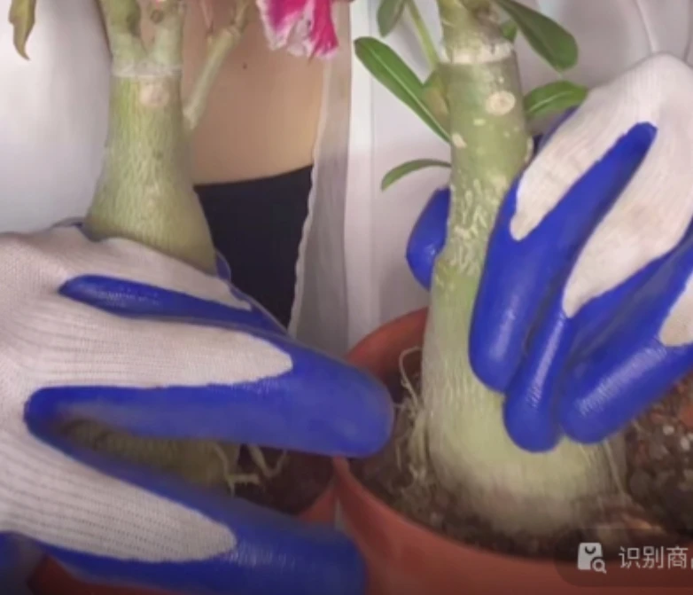 二妹园艺【 3棵 重瓣沙漠玫瑰 】【保重瓣保嫁接好花色】脱土随机发货