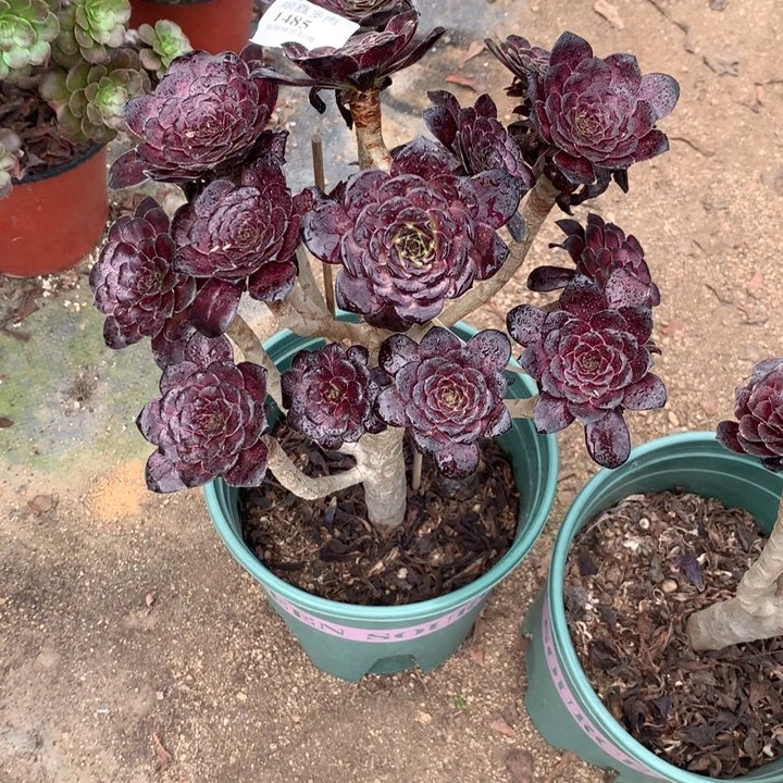 弘***选1485墨法师多肉植物特价