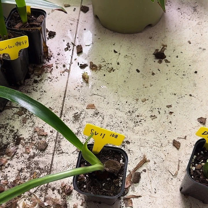 辞***堂无花朵Sv11,2厘米