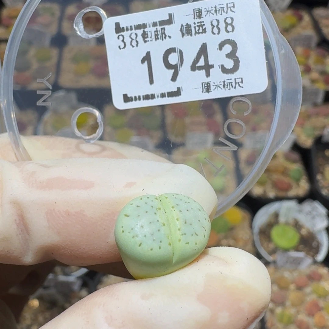 冰***芦Sssss精品生石花1943