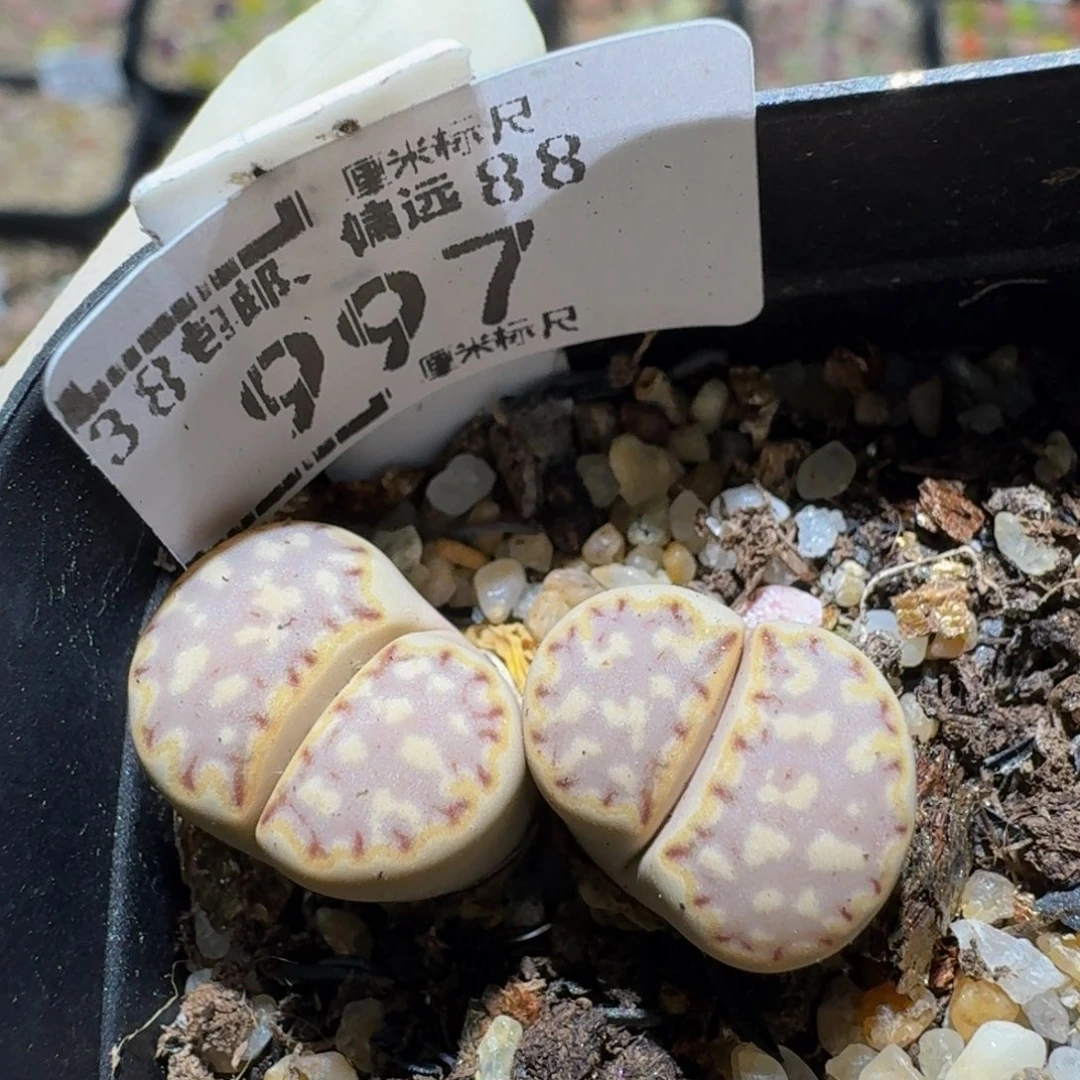 zzzz生石花肉锥997