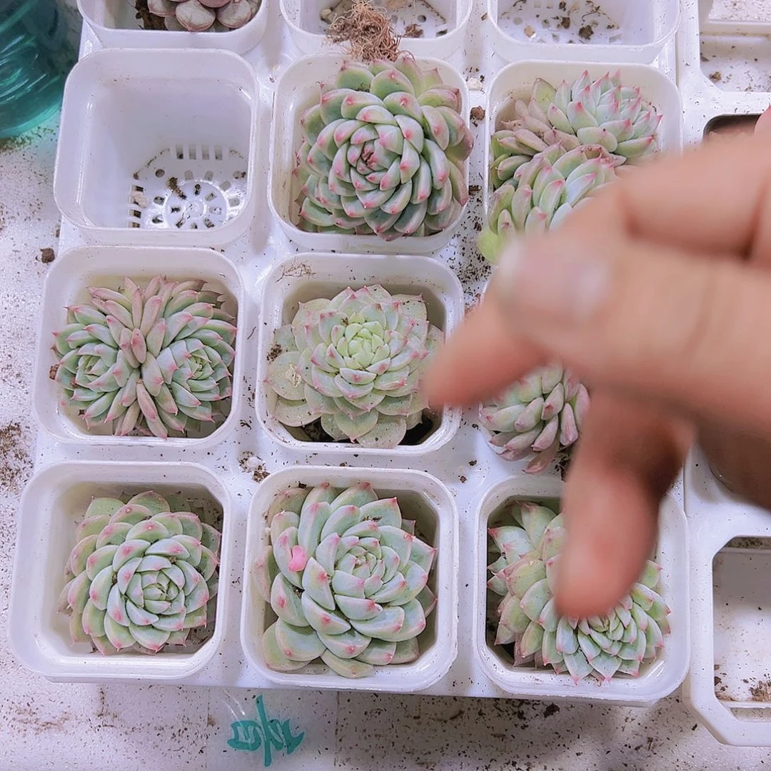 杨品梦瑶2个19包邮