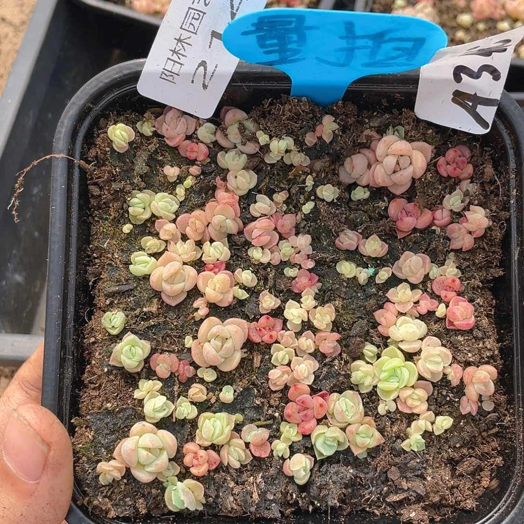 量拍多肉植物多肉植物214