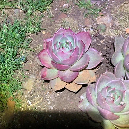 花*美肉特价活动开始了