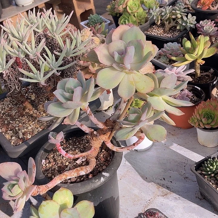 白凤25117多肉植物