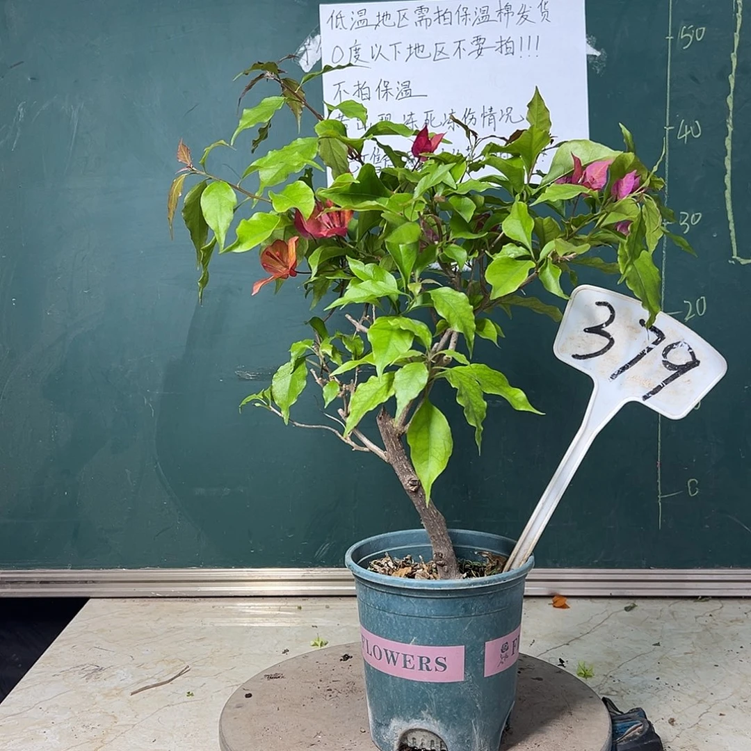 完全开放粗杆 紫桑巴 379