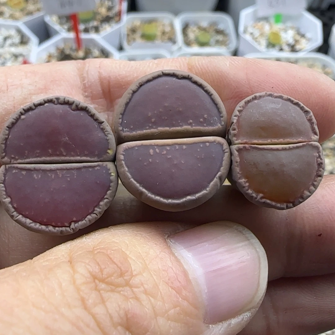 164 清框福利30包邮