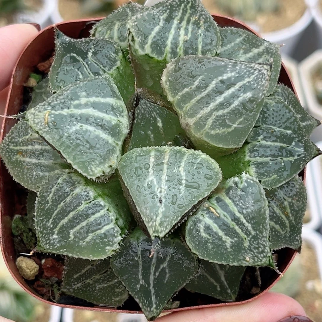 12春雷寿福利专场