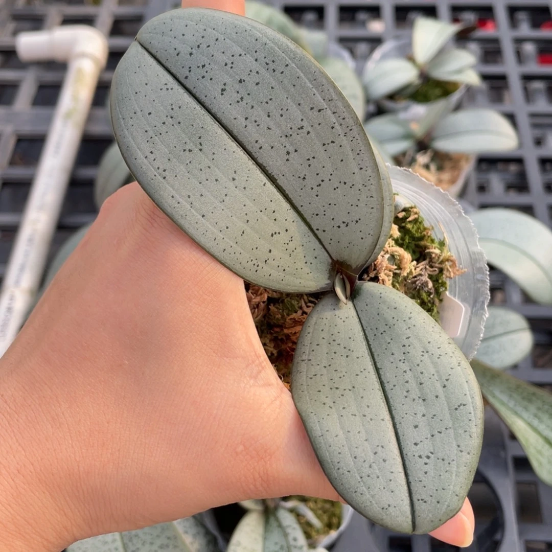 当前无花栽培后可以开花