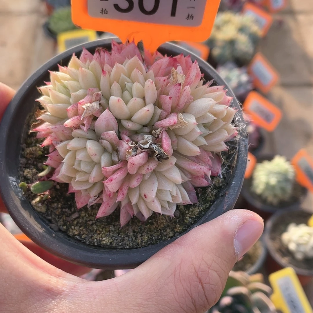 【闪购商品】301号