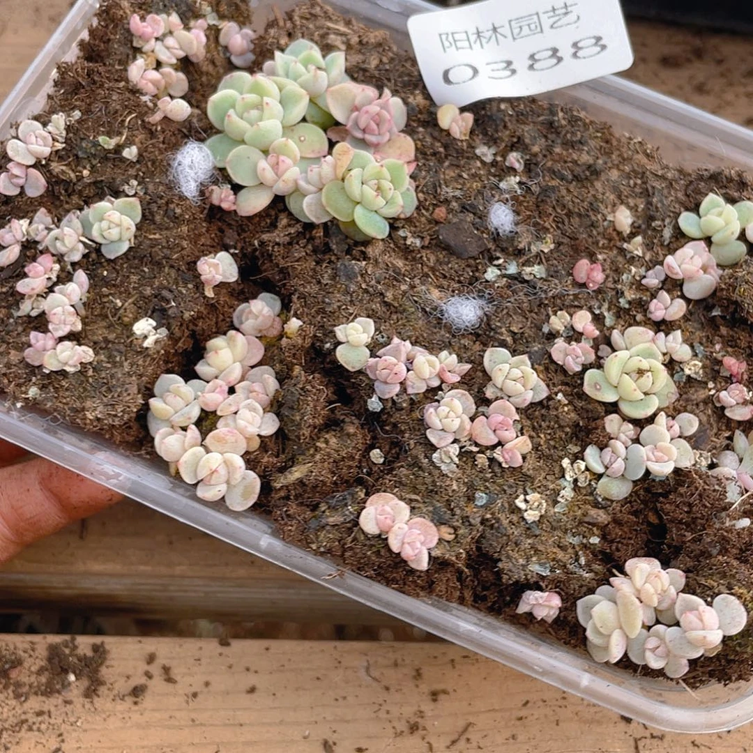 多肉植物多肉植物388