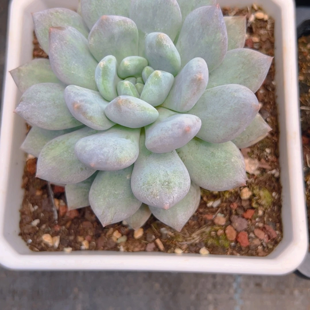 甜***酱降雪锦1111