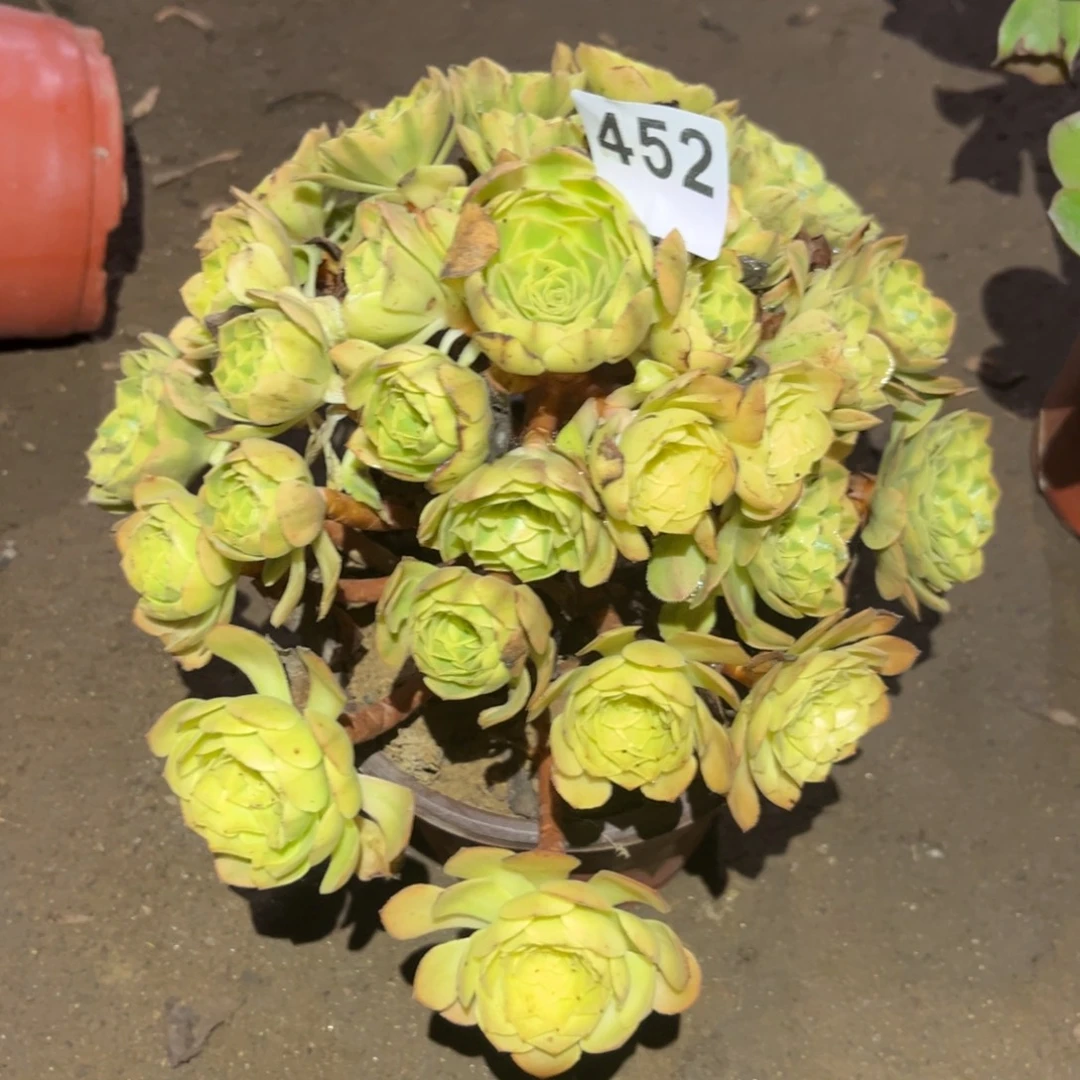 雨荷多肉法师452号