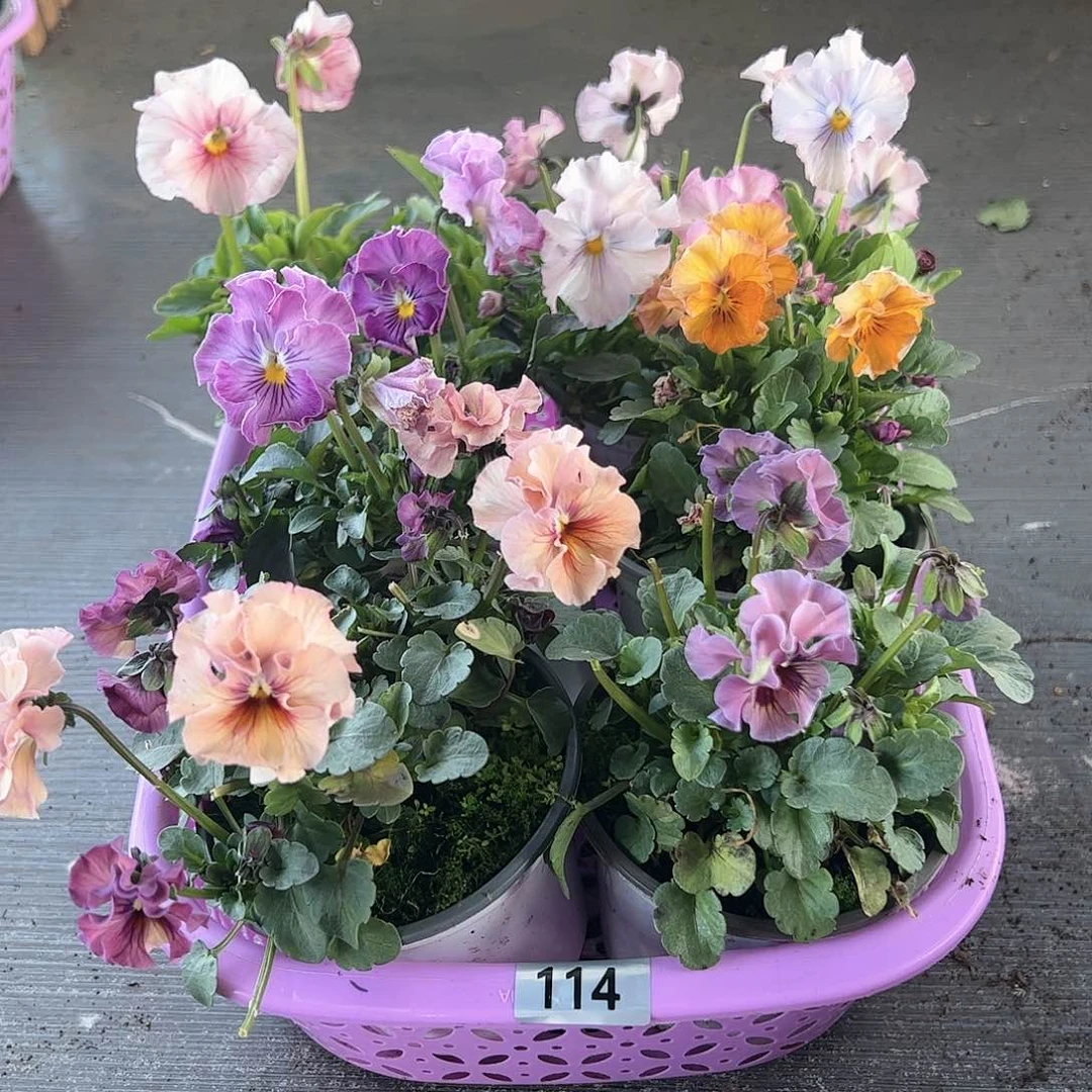 【闪购商品】114号