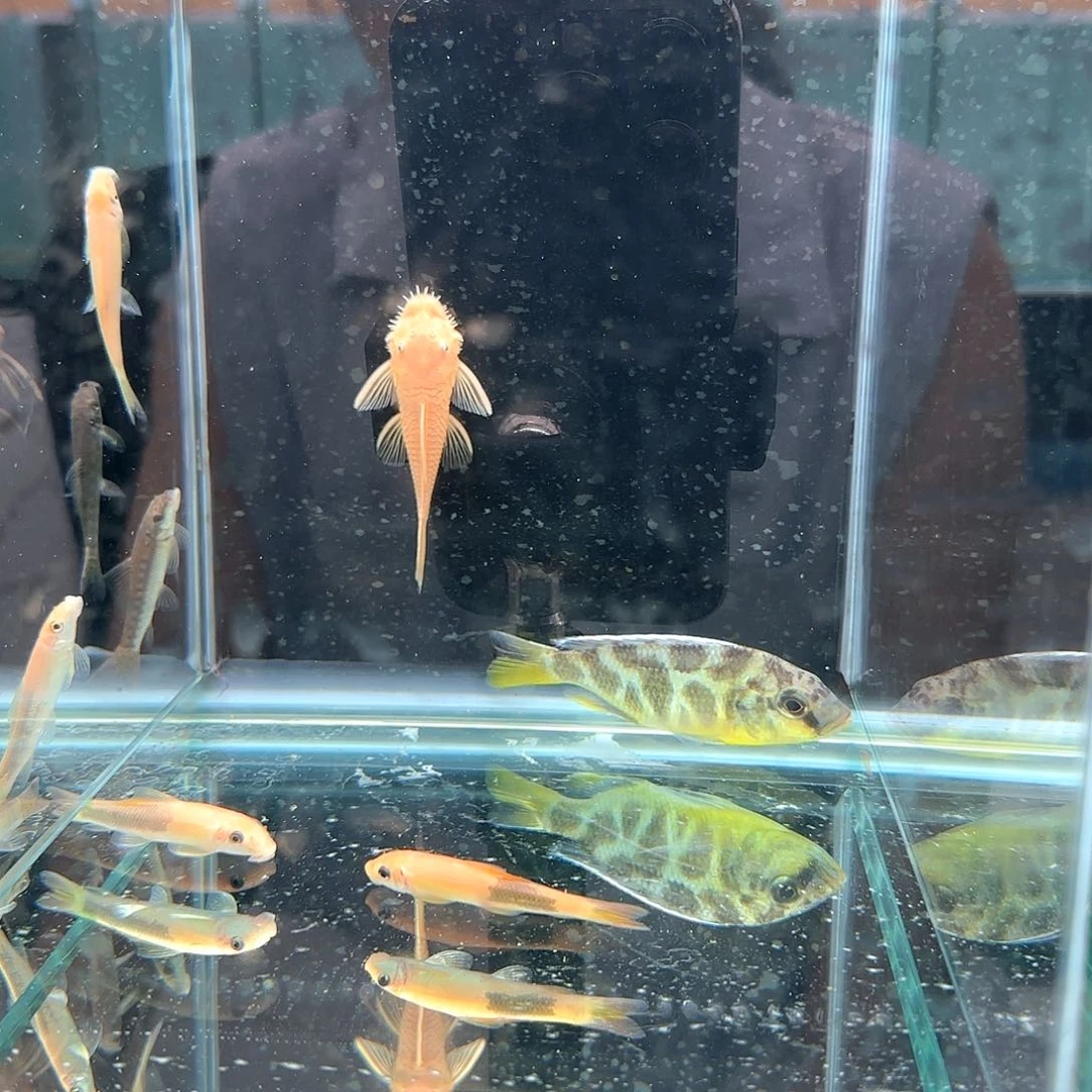 枫***舞慈鲷1235维纳斯^_^^_^^_^