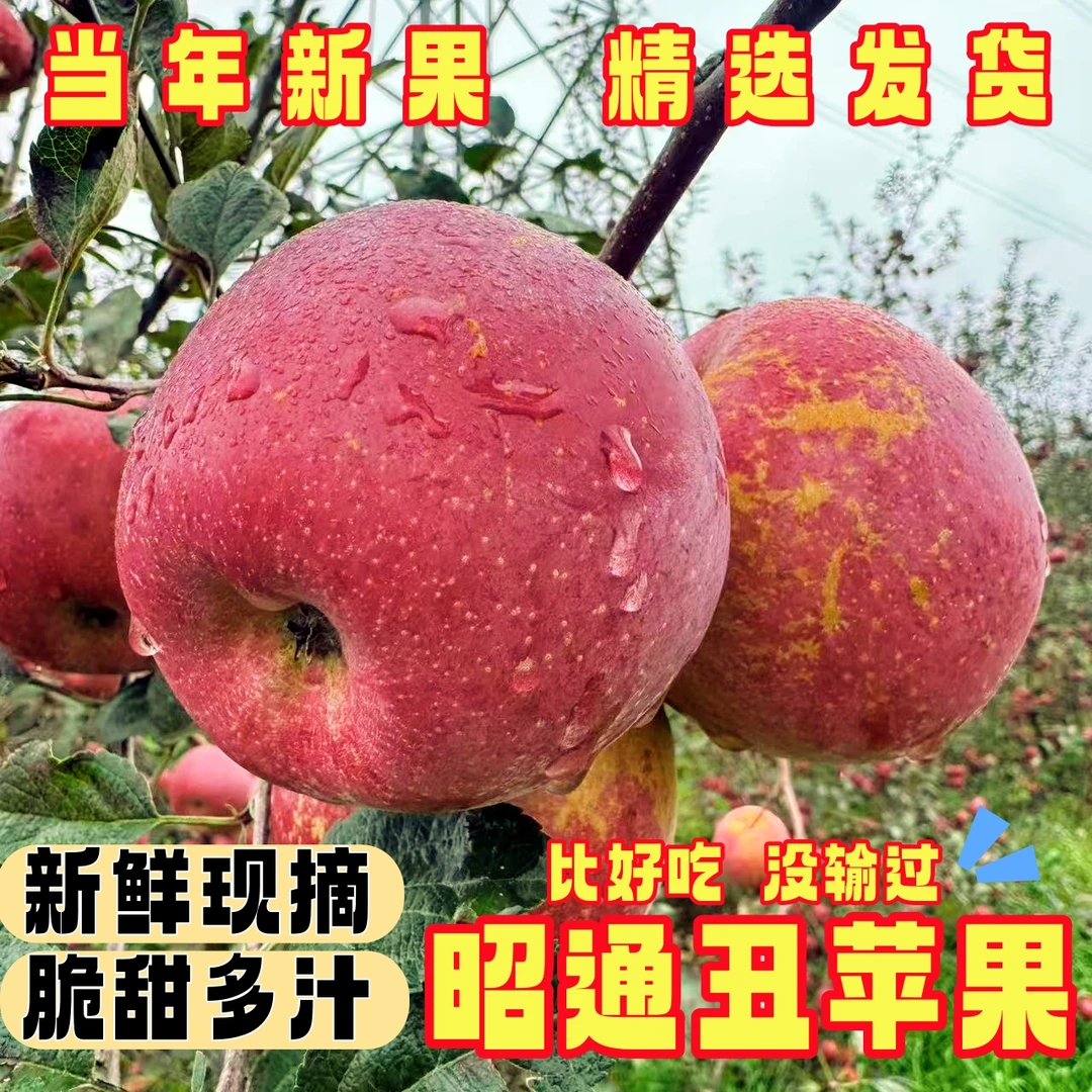 【包甜】云南昭通丑苹果新鲜现摘脆甜多汁冰糖心水果产地直发GZ
