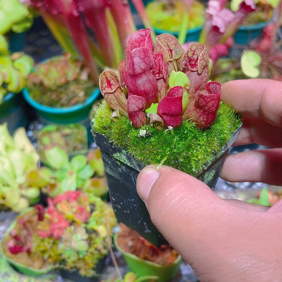 完全开放迷你紫瓶