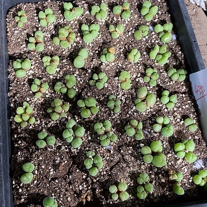 4353。  毛翠滴一筐。       带筐发货。