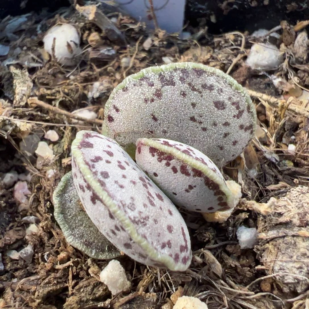 飞碟海豹多肉植物水泡