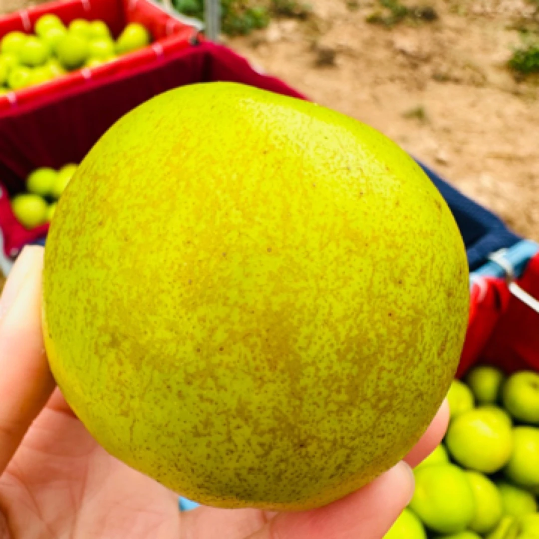 【顺丰】大花皮实惠装 自家果园生态苹果枣