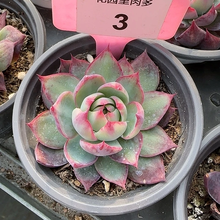 3 惊鸿仙子多肉植物6-9cm