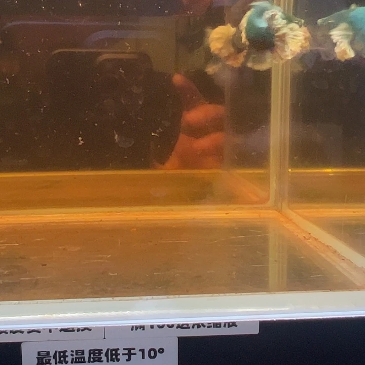 斗鱼跑单拉黑13日母鱼16