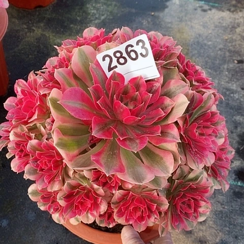 红陶2863女巫阴阳4多肉