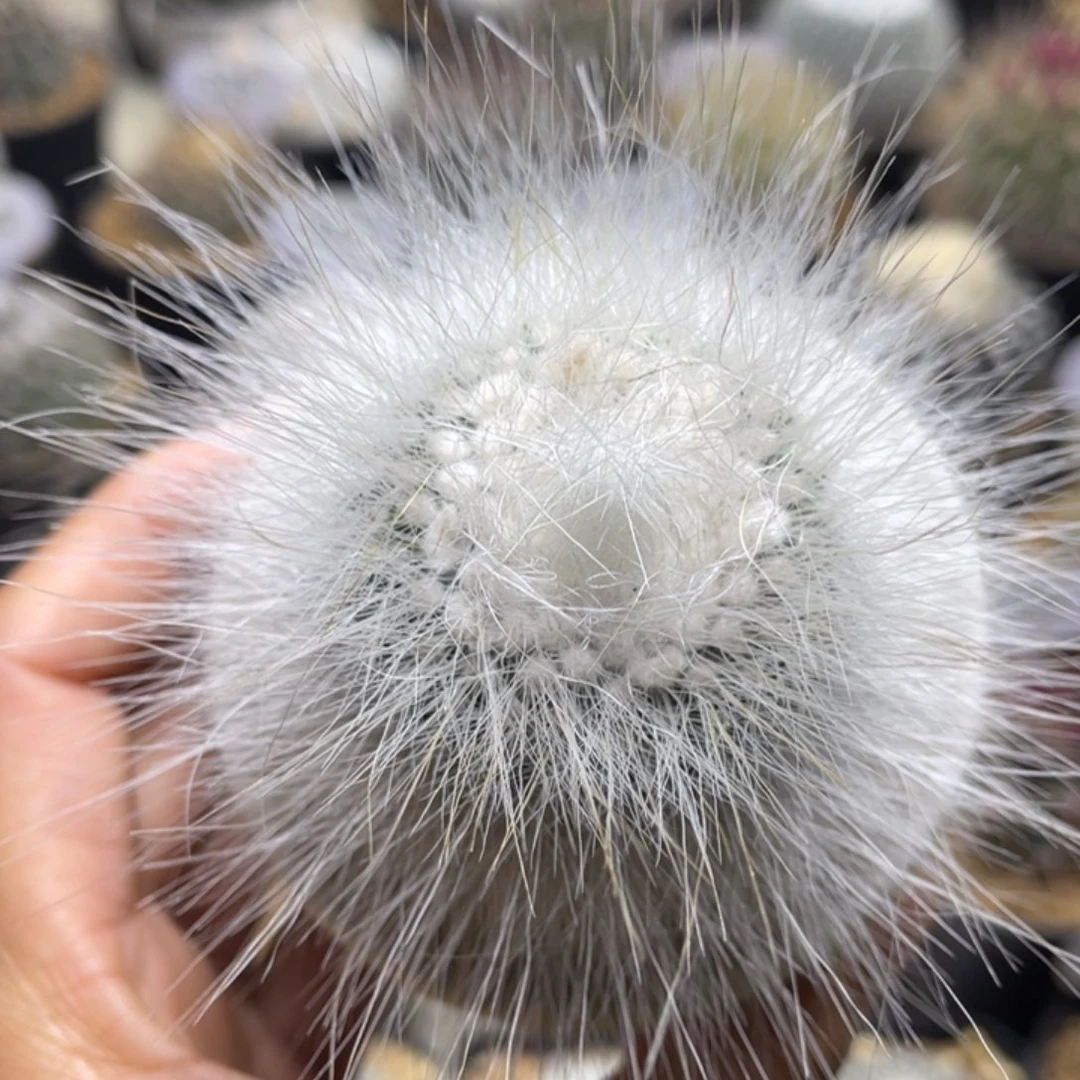 白小町        实生根