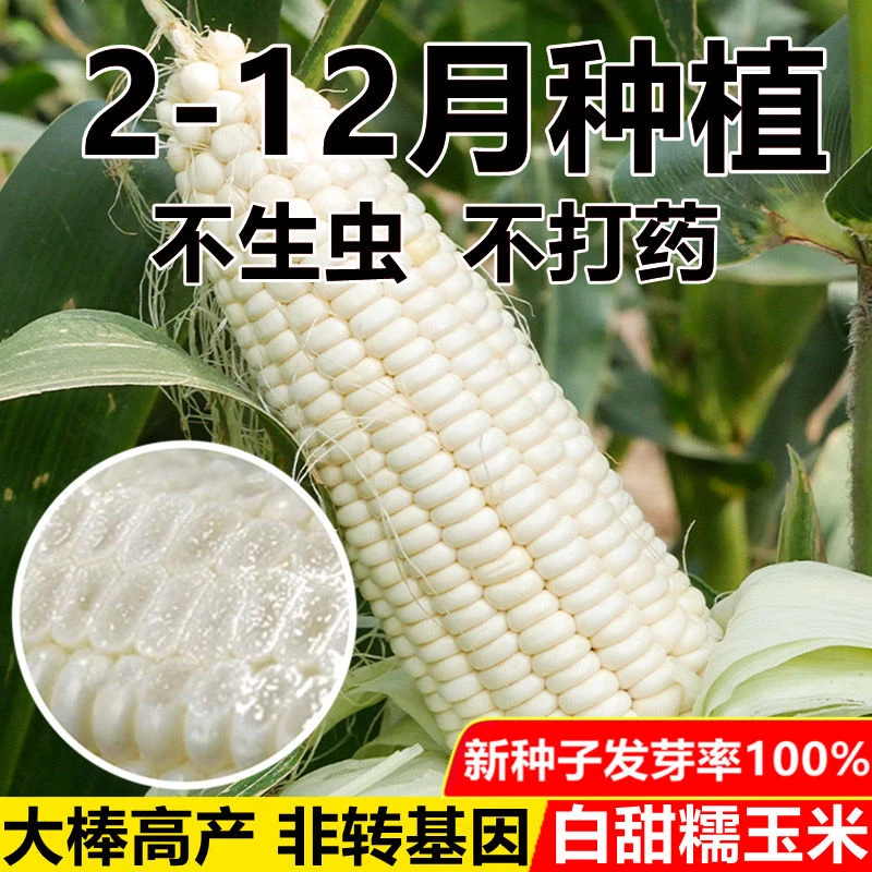 【国审玉米】白甜糯玉米种子矮杆大棒玉米种子大田超甜杂交春秋