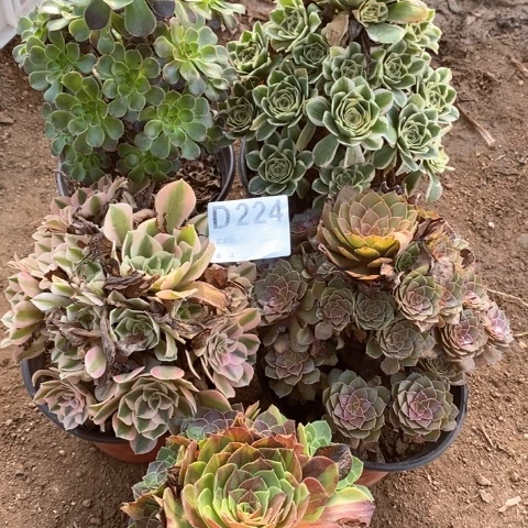224五颗法师多肉植物