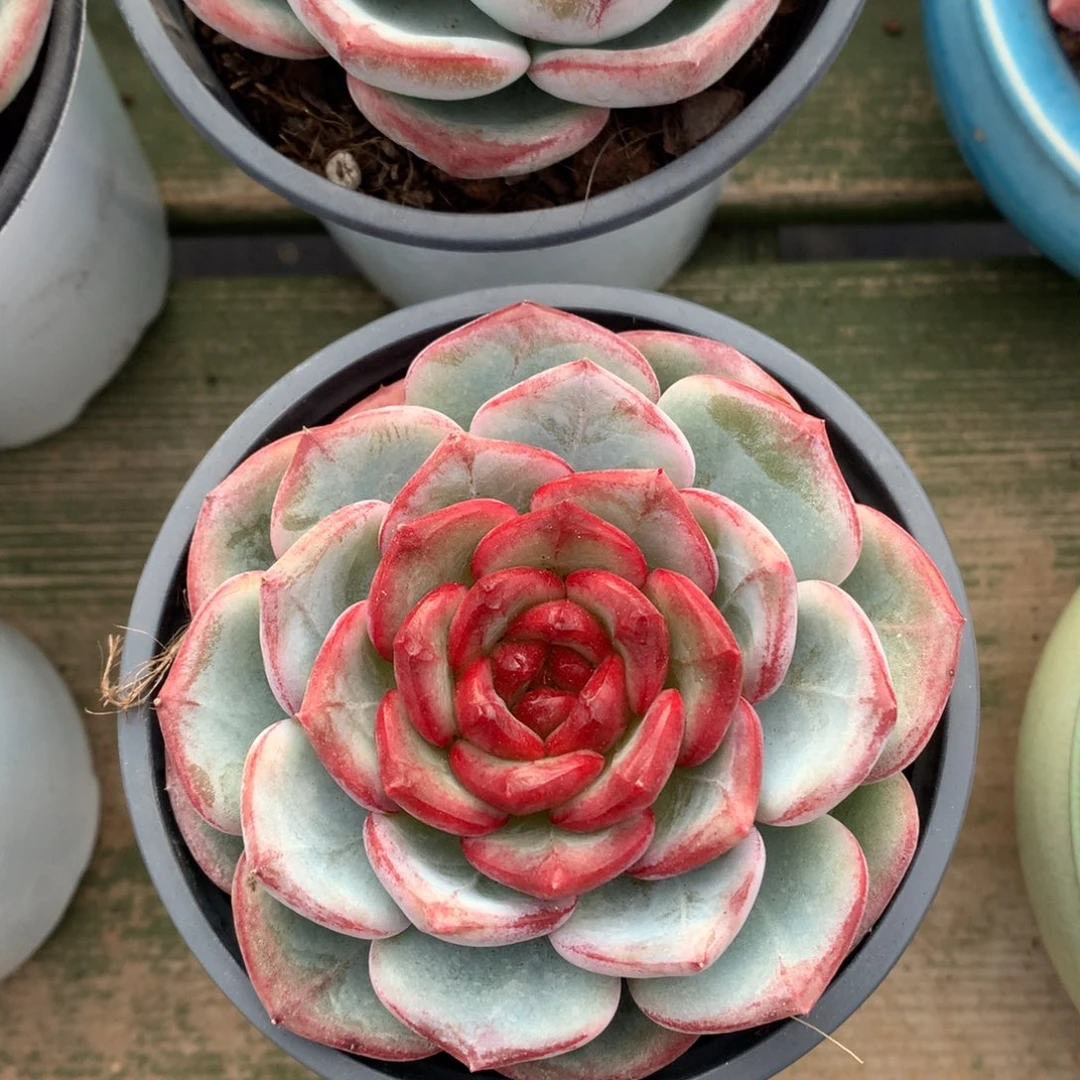 我们家的小姐姐们