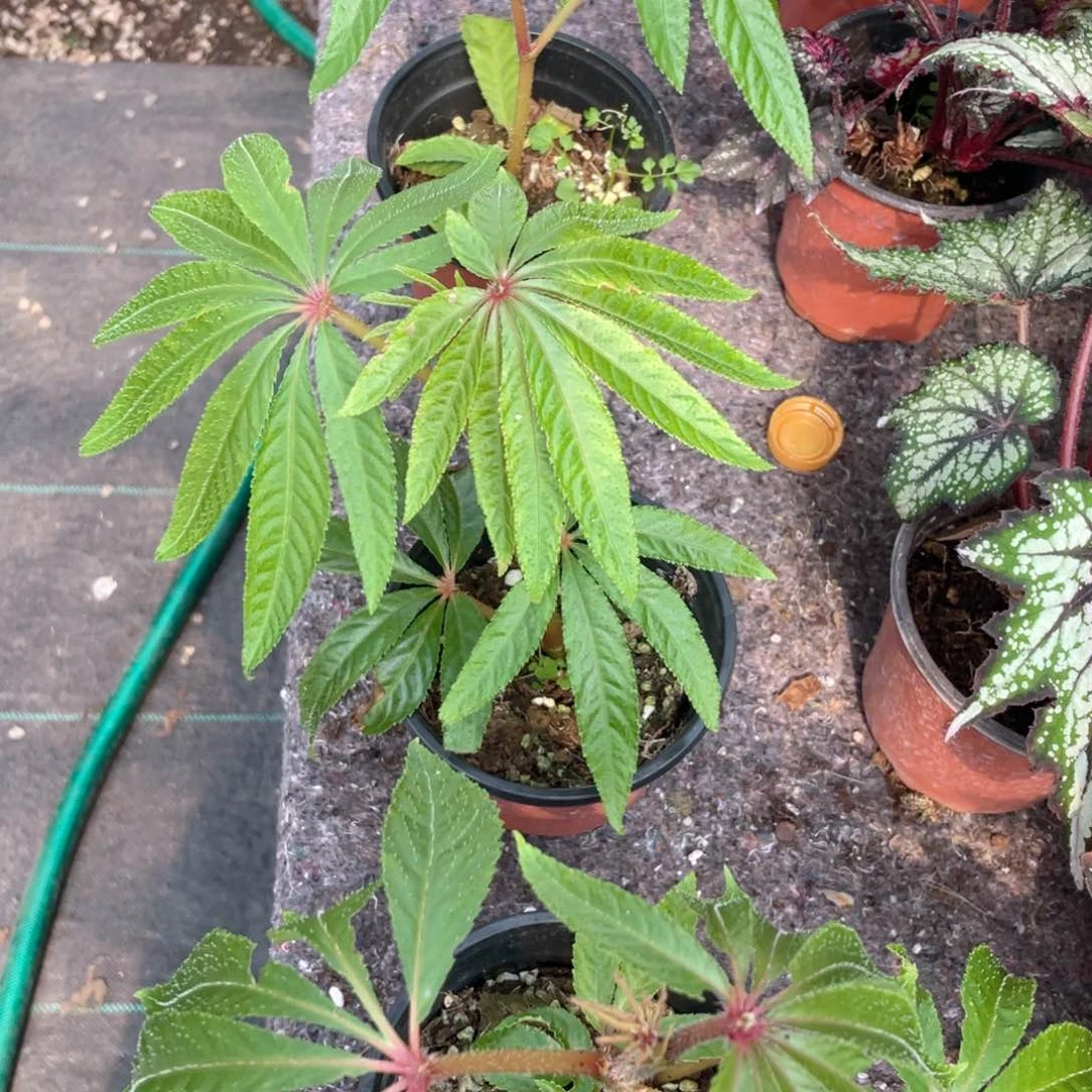 完全开放秋海棠华丽