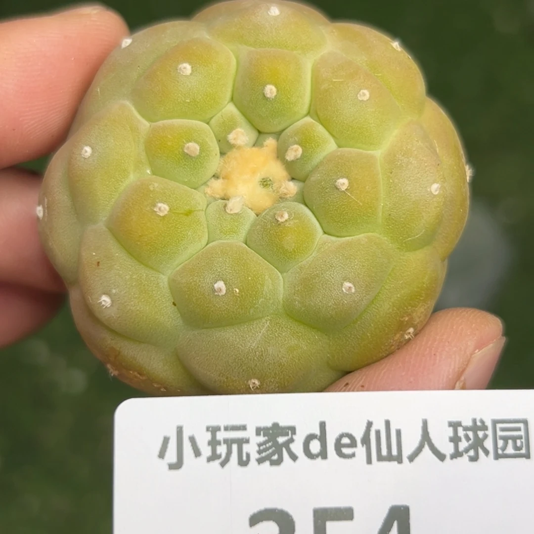 白**水354 仙人球的海鲜