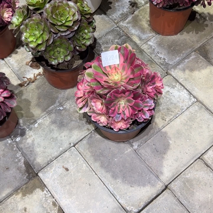 224粉女巫多肉植物