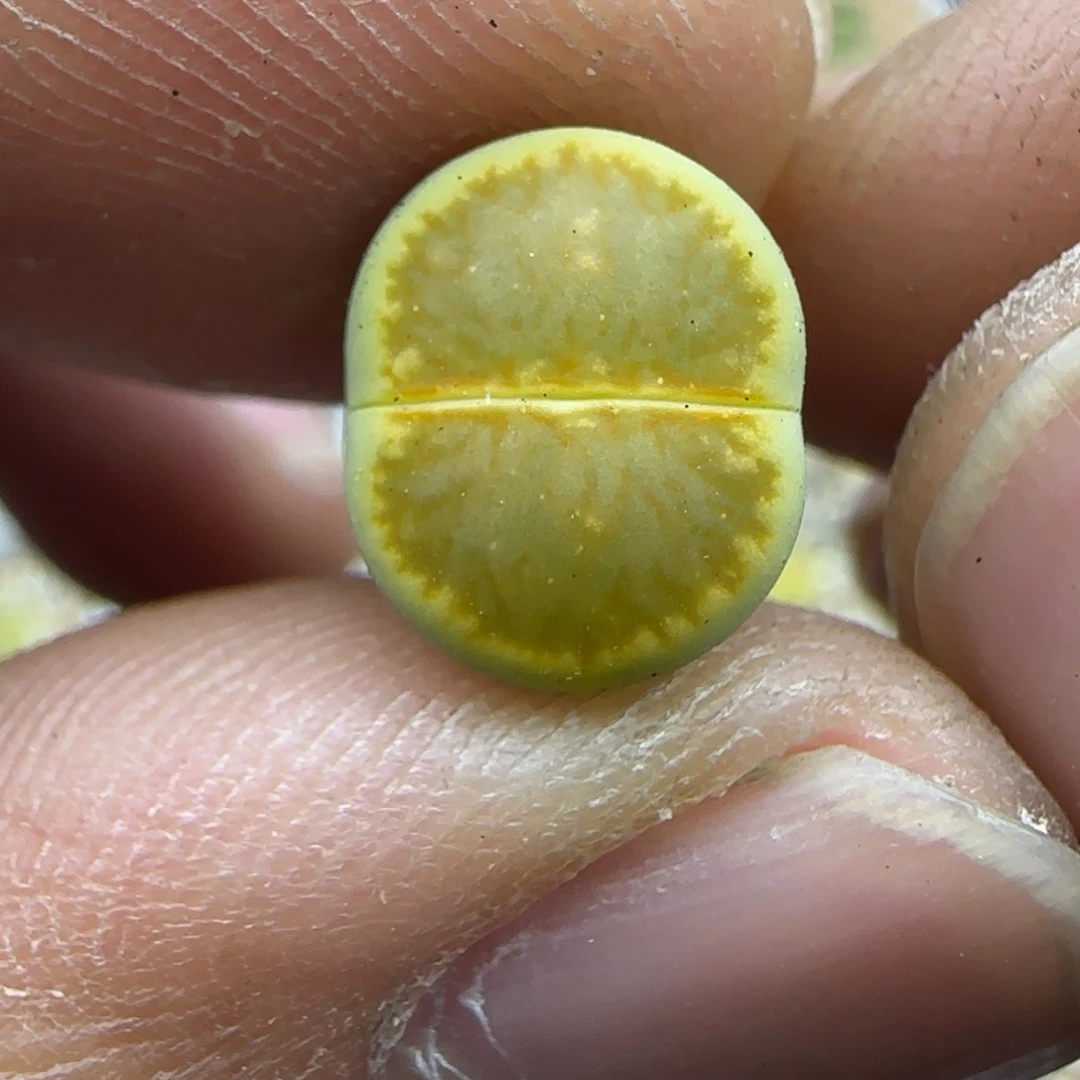 250 生石花大棚直播