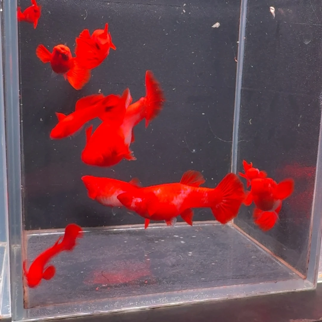 孔雀鱼瑕疵双分水5对 不死不包损